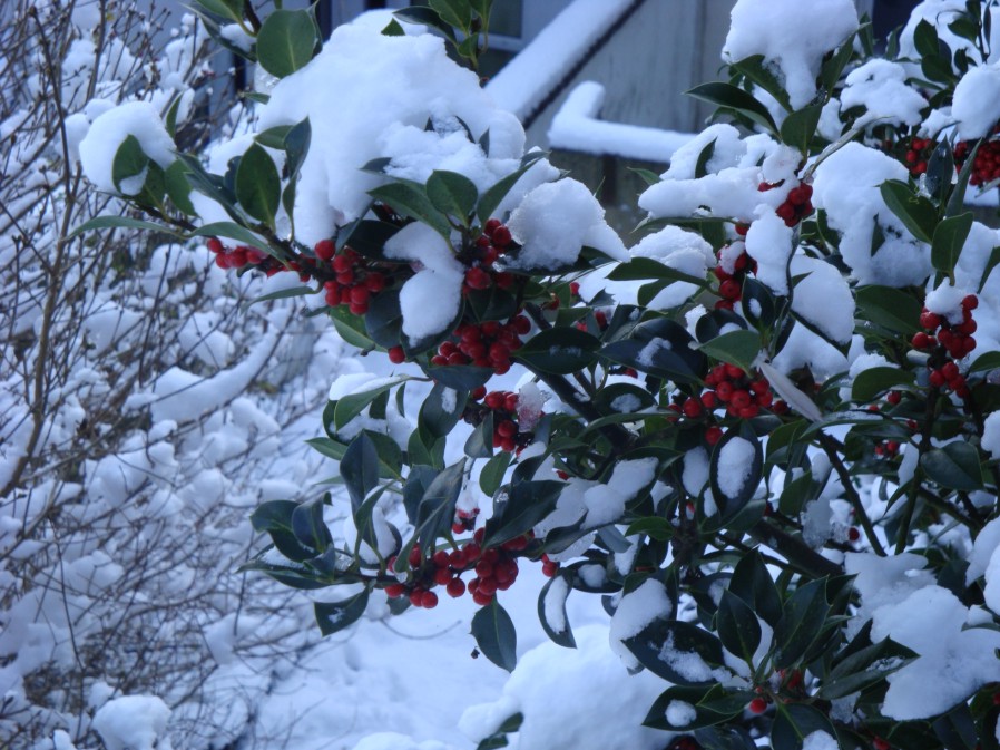Berries in snow at the Workshop Dec 09